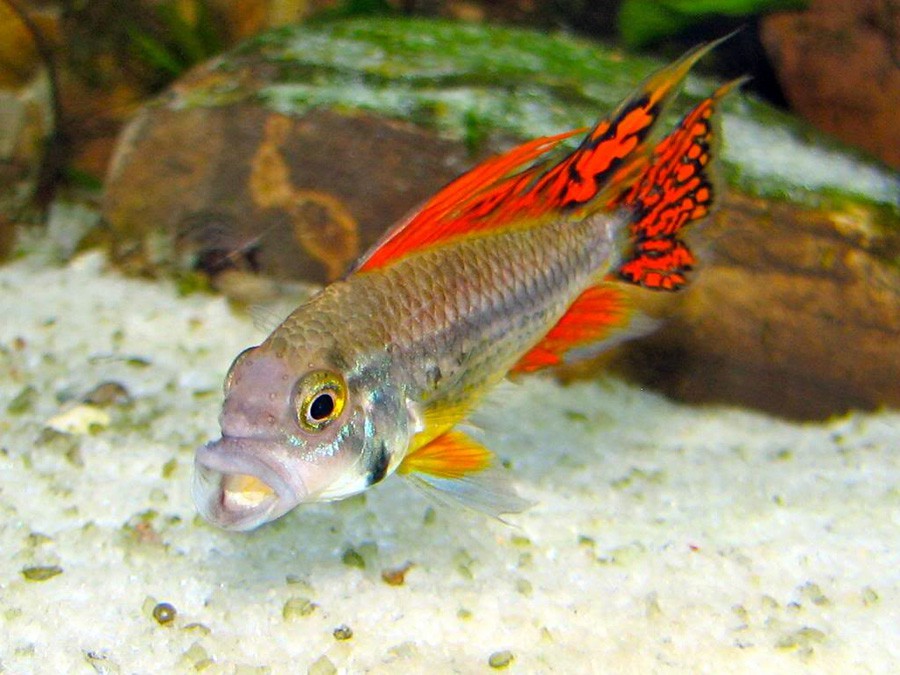 Apistogramma Cacatuoides 5