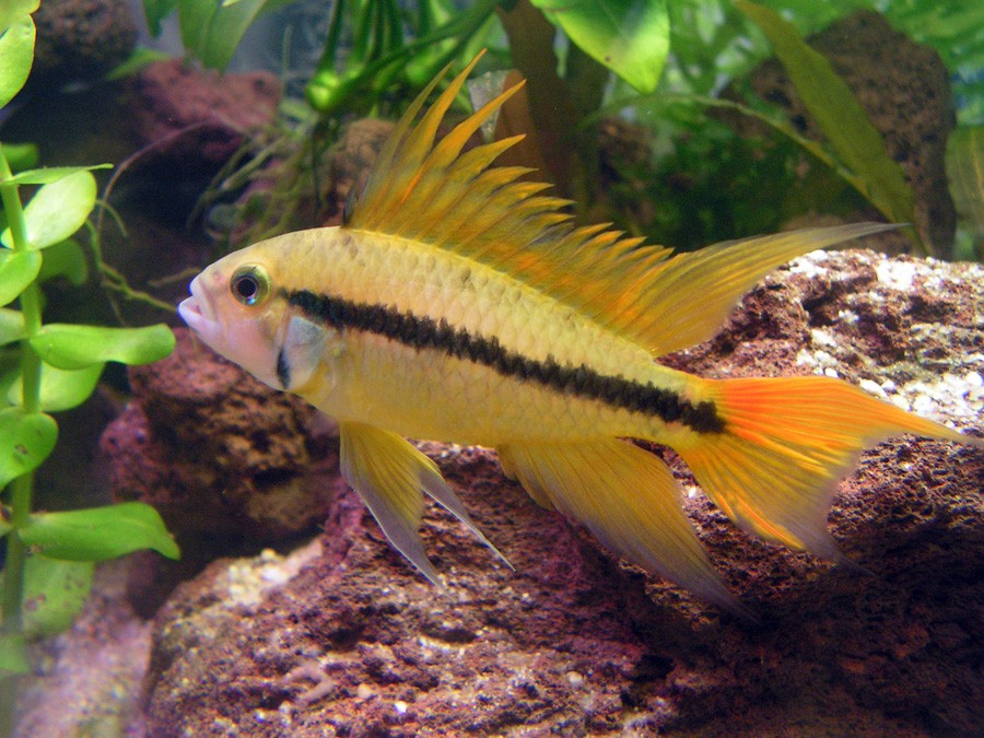 Apistogramma Cacatuoides 6