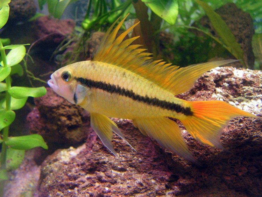 Apistogramma Cacatuoides 6