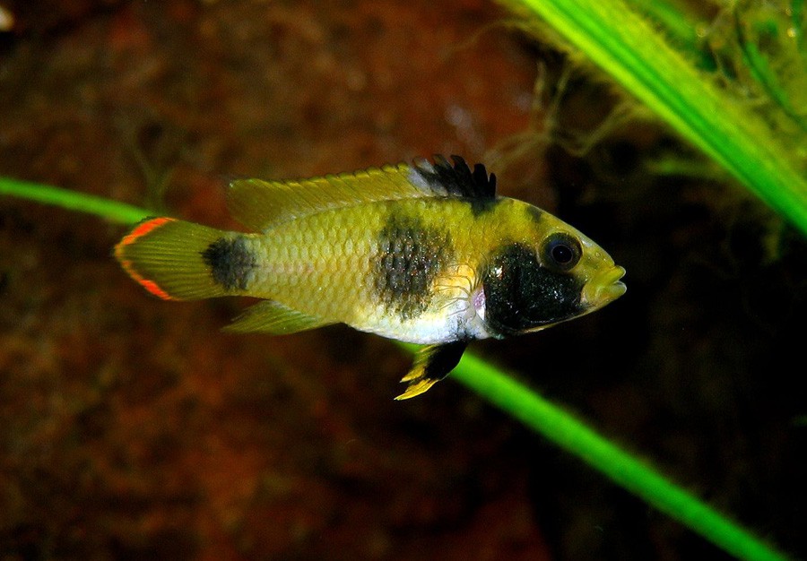 Apistogramma Nijsseni