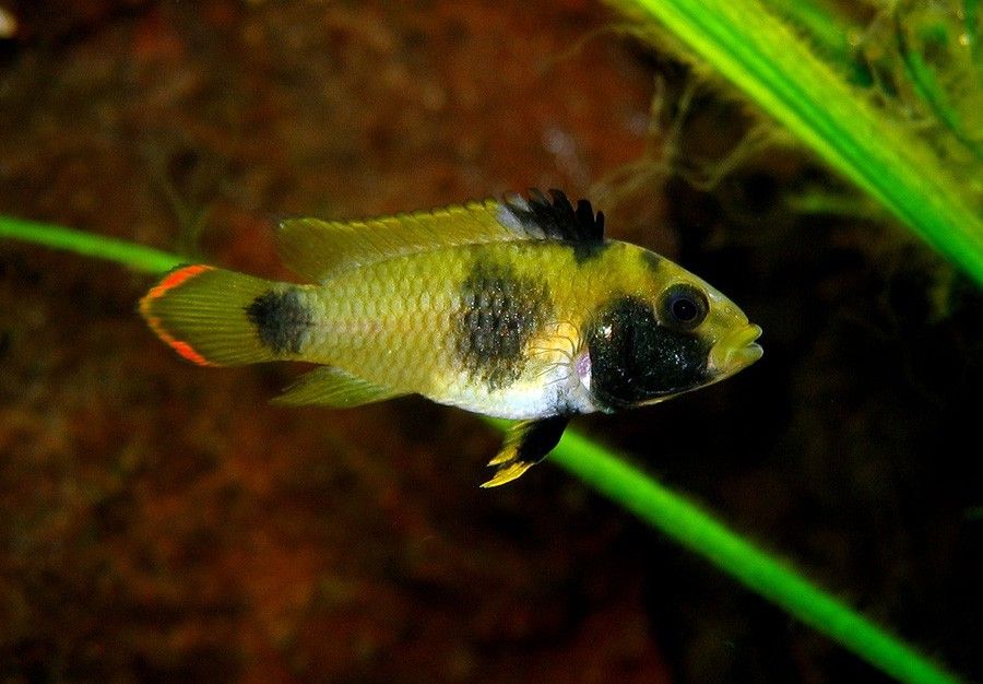 Apistogramma Panda