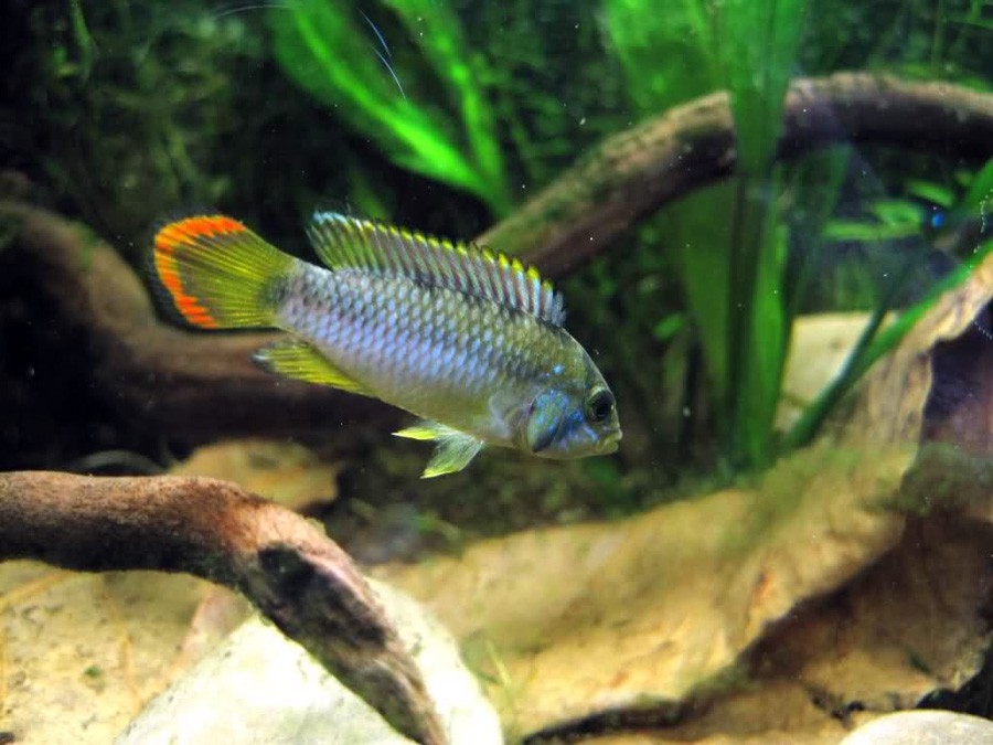 Apistogramma Nijsseni 2