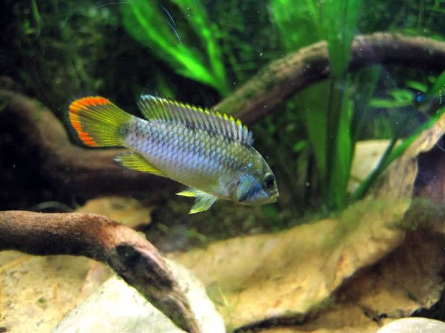 Apistogramma Nijsseni 2