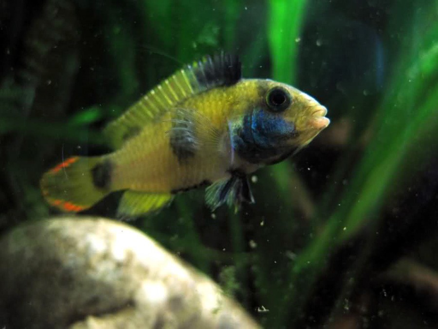 Apistogramma Nijsseni 3