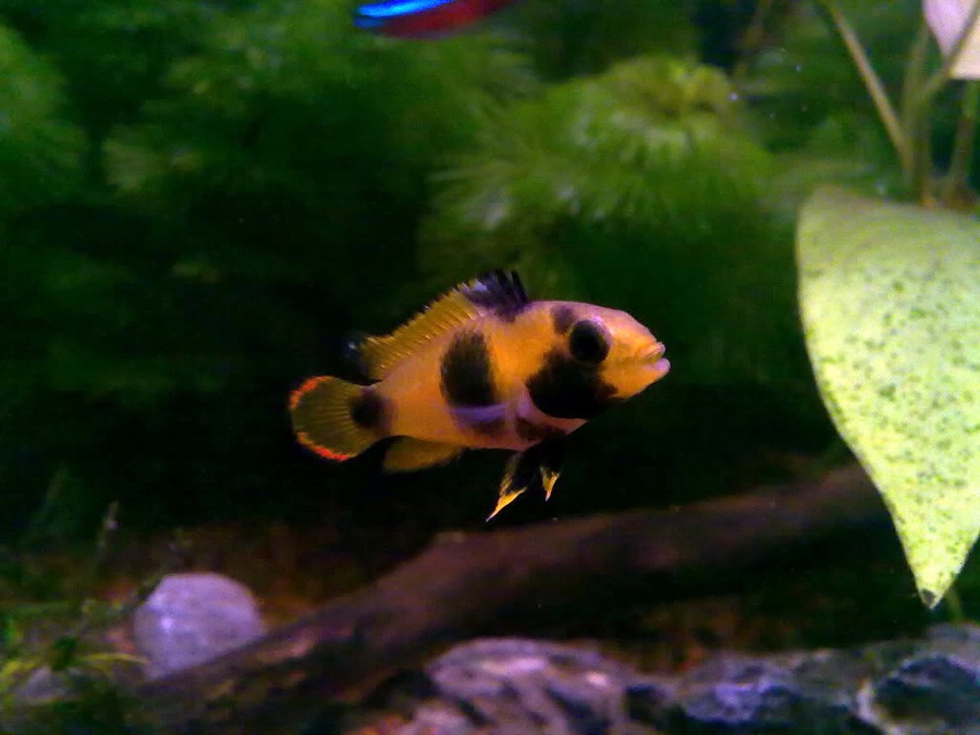 Apistogramma Nijsseni 4