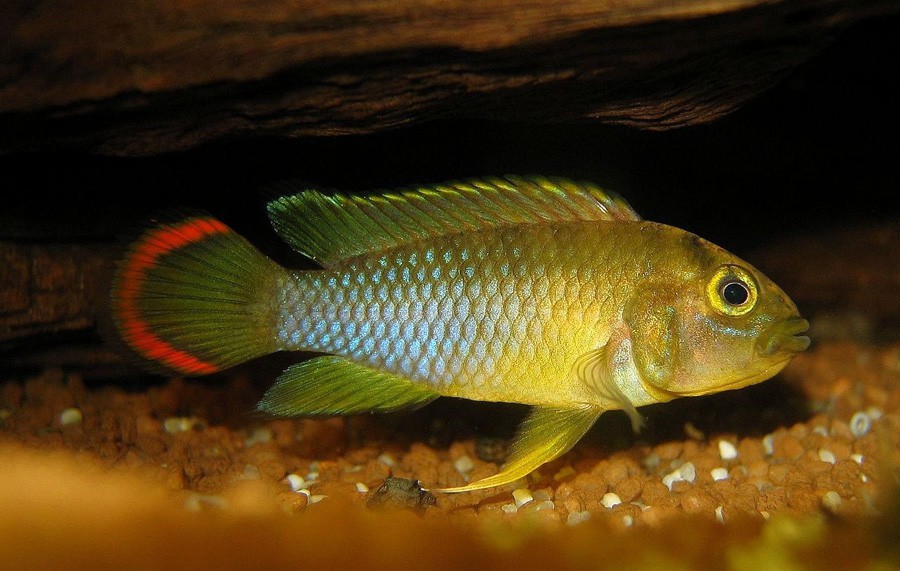 Apistogramma Nijsseni 5