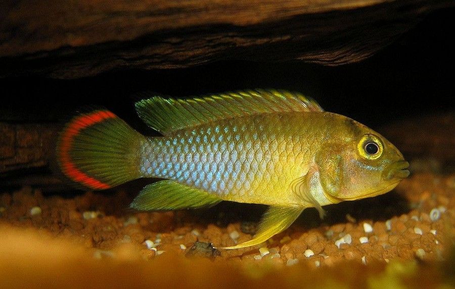 Apistogramma Nijsseni 5