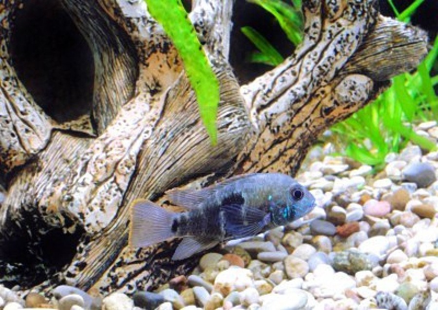 Apistogramma Nijsseni 6