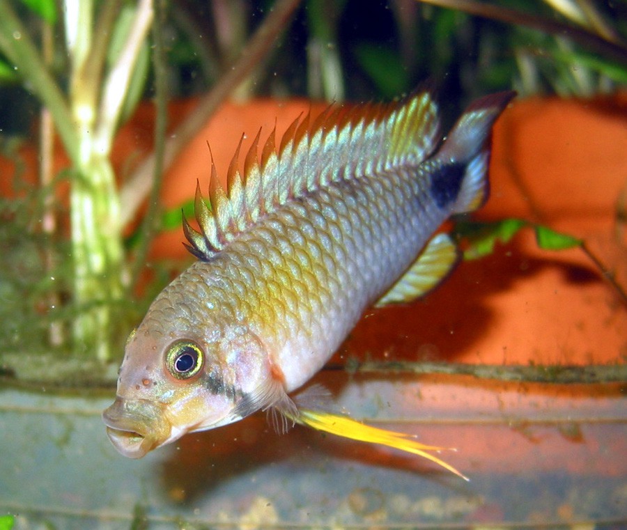 Apistogramma Pandurini