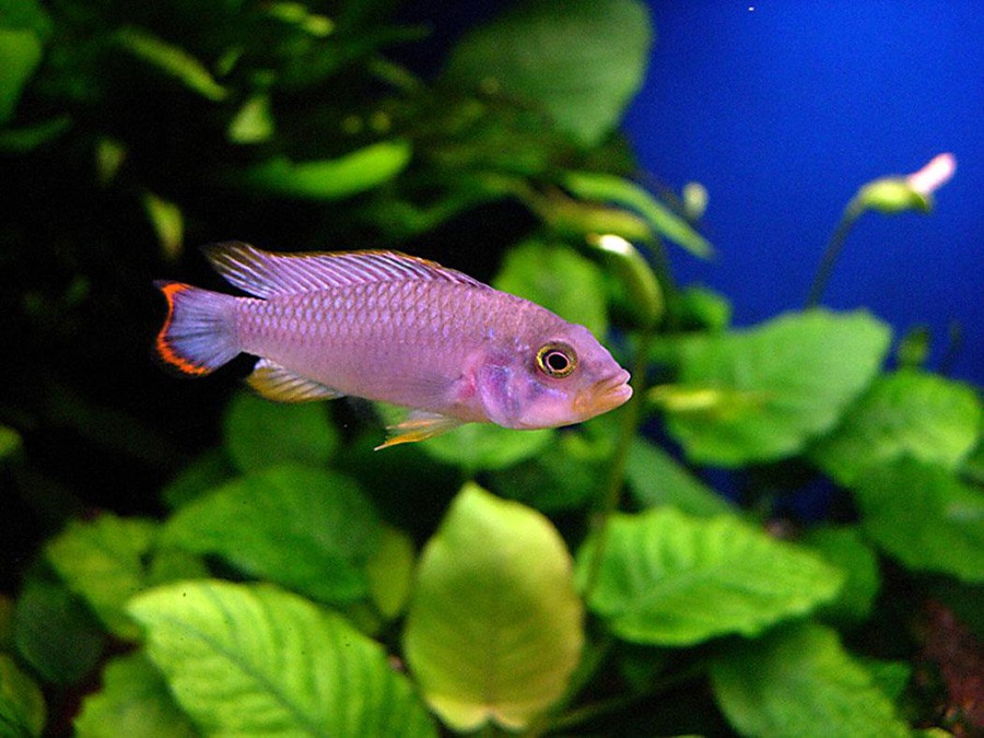Apistogramma Panduro 2