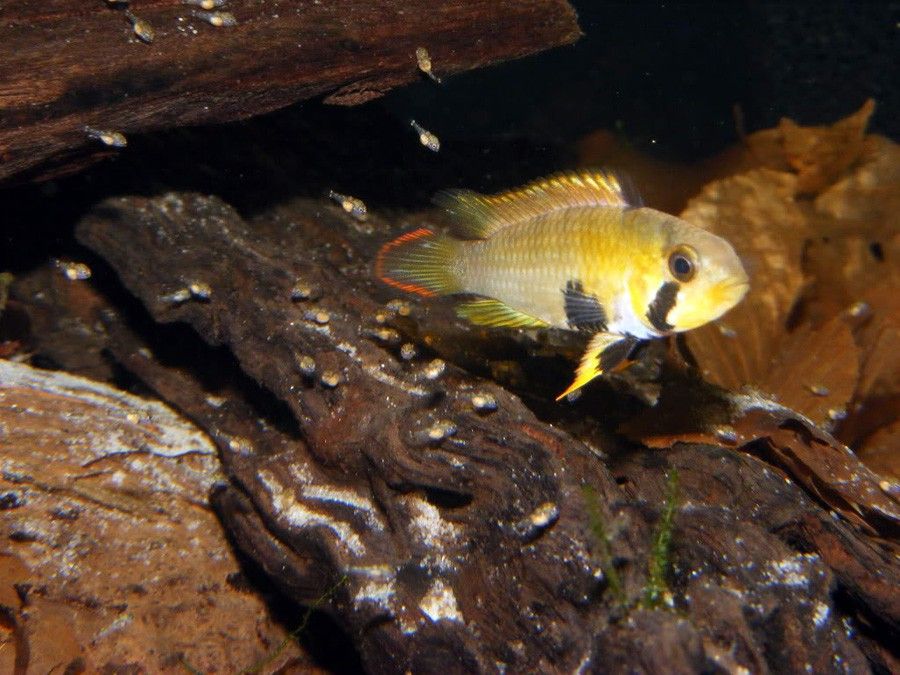 Apistogramma Panduro 3