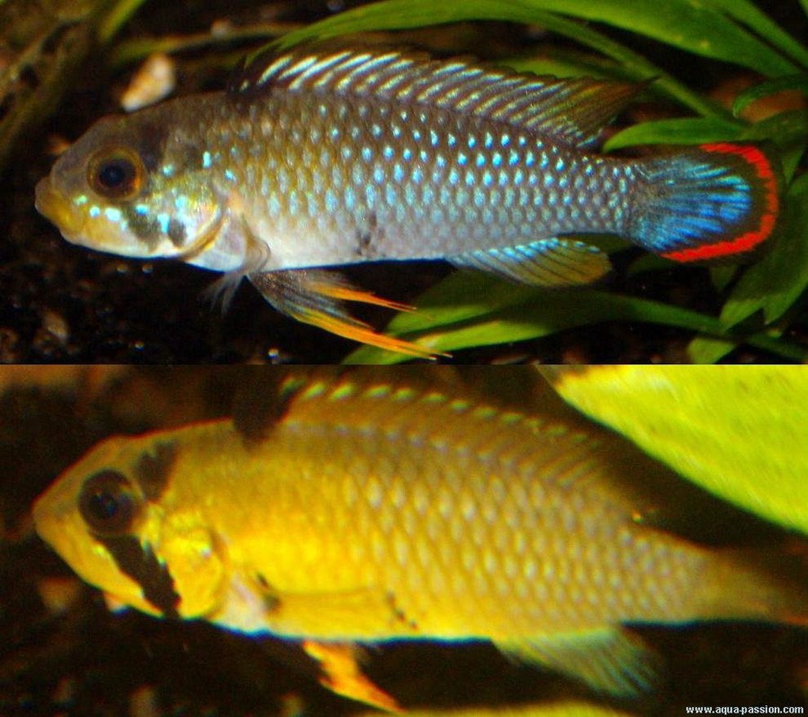 Apistogramma Panduro 4