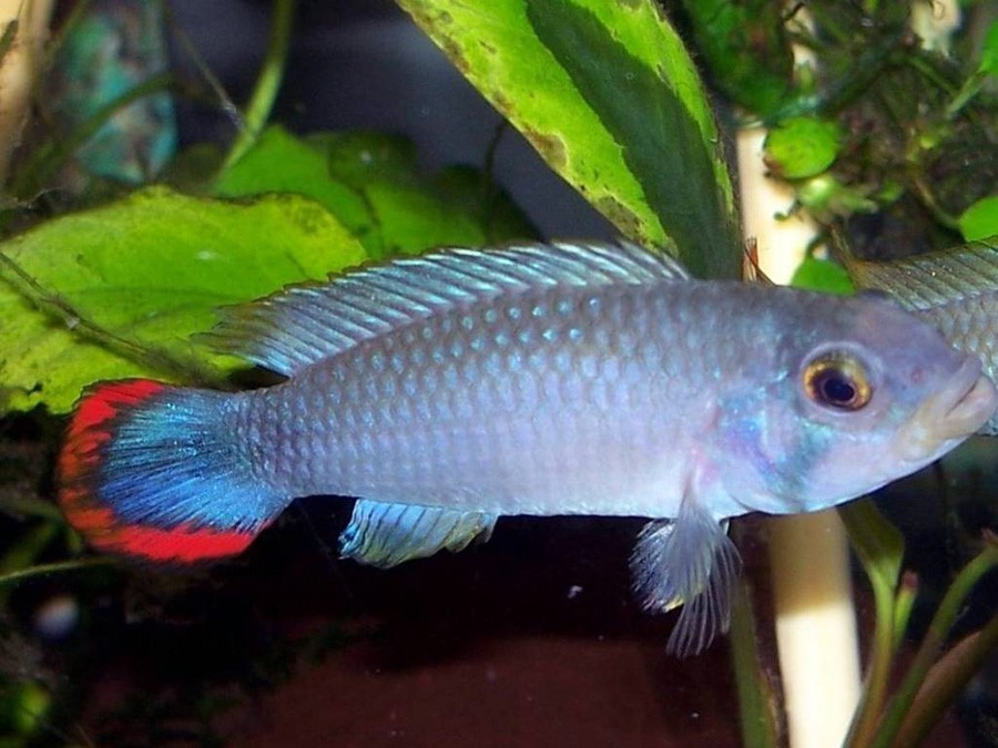 Apistogramma Panduro 5