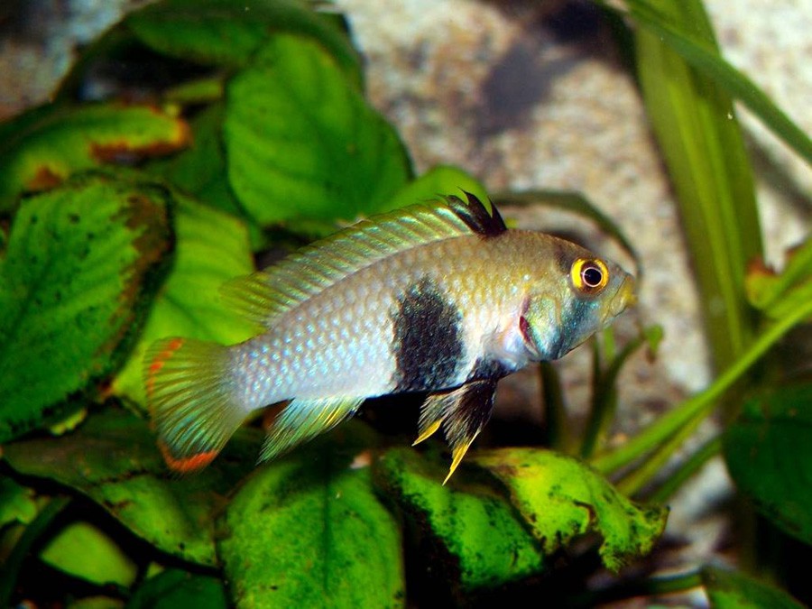 Apistogramma Panduro 6