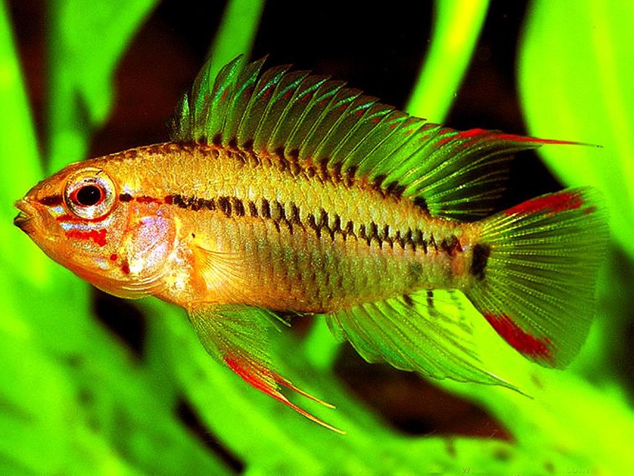 Apistogramma Viejita 2