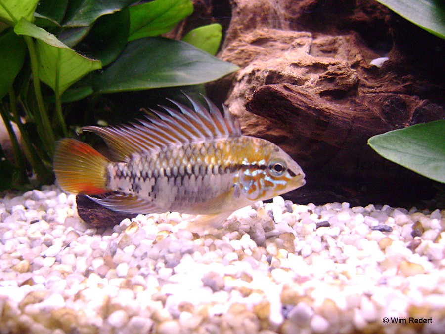 Apistogramma Viejita 3