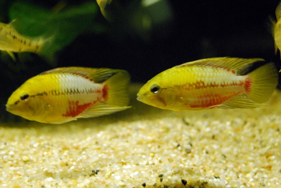 Apistogramma Viejita 4