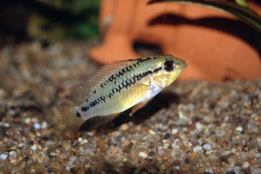 Apistogramma Viejita 5