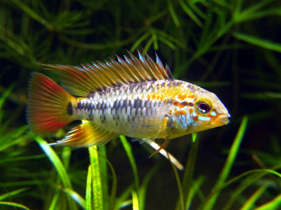 Apistogramma Viejita 6