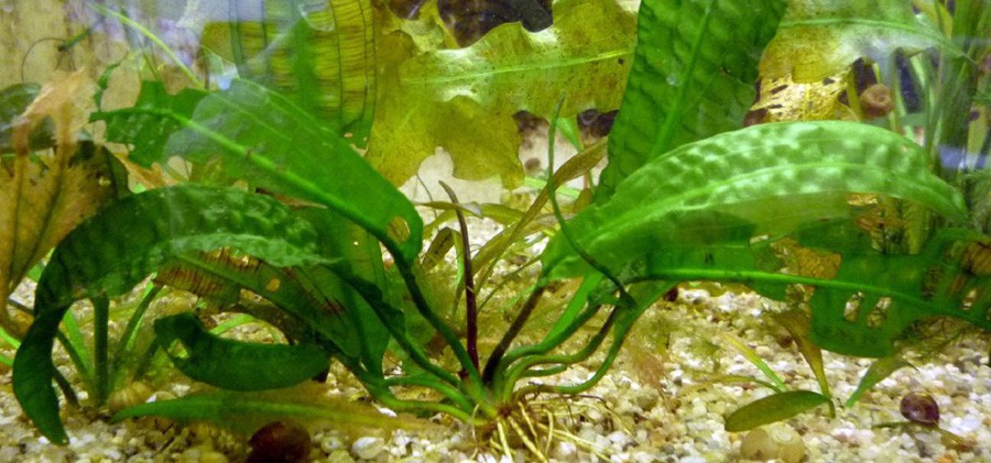 Aponogeton de Boivin