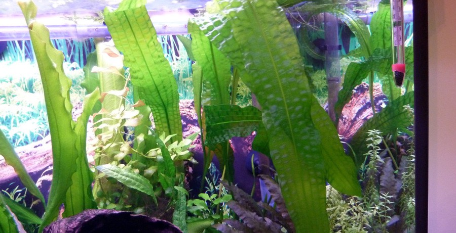 Aponogeton Boivinianus 3