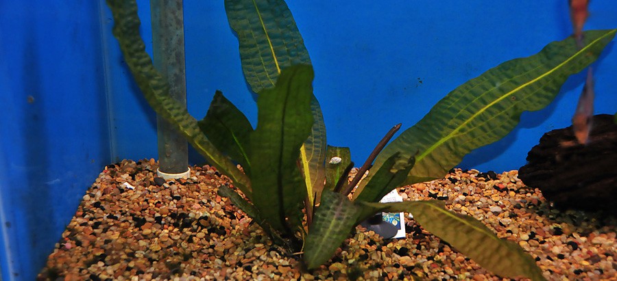 Aponogeton Boivinianus 4