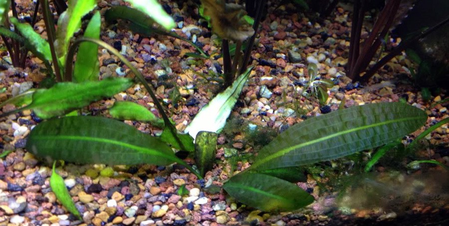 Aponogeton Boivinianus 5