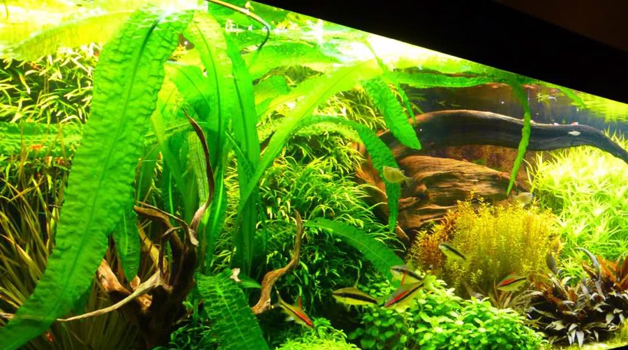 Aponogeton Boivinianus 6