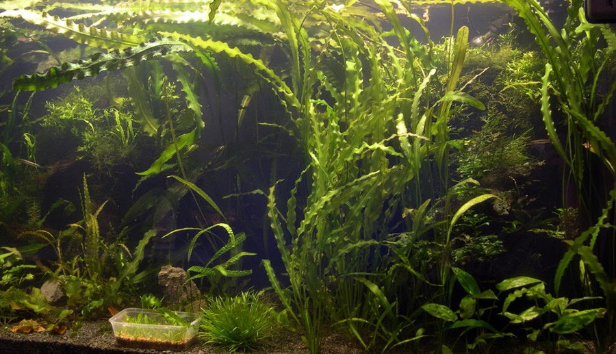 Aponogeton arrugado