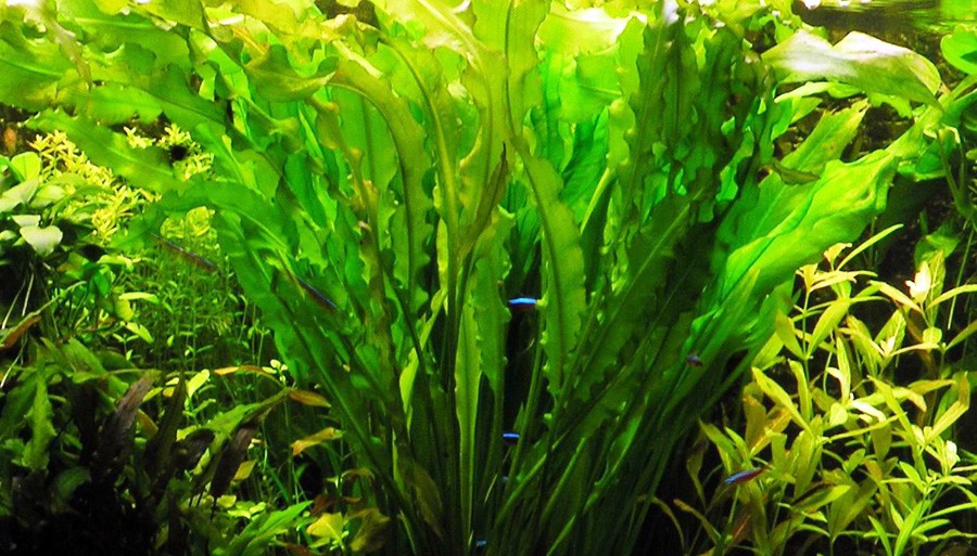 Aponogeton Crispus 2