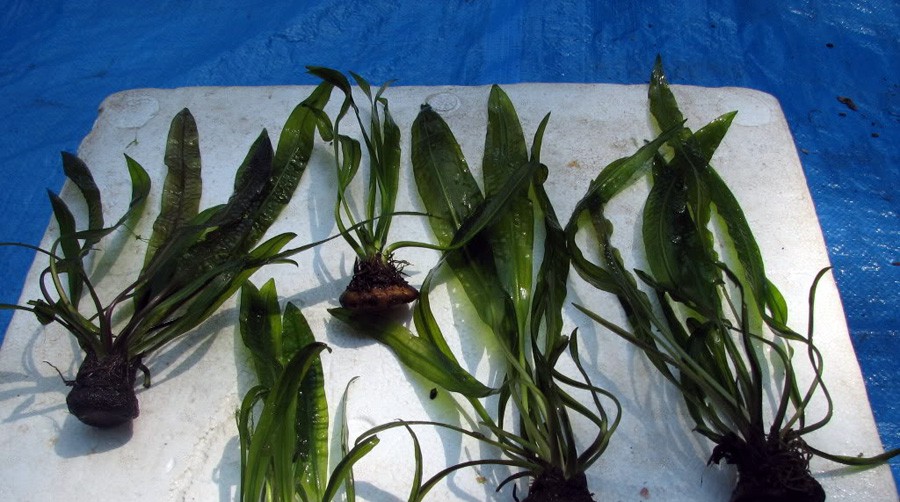 Aponogeton Crispus 3