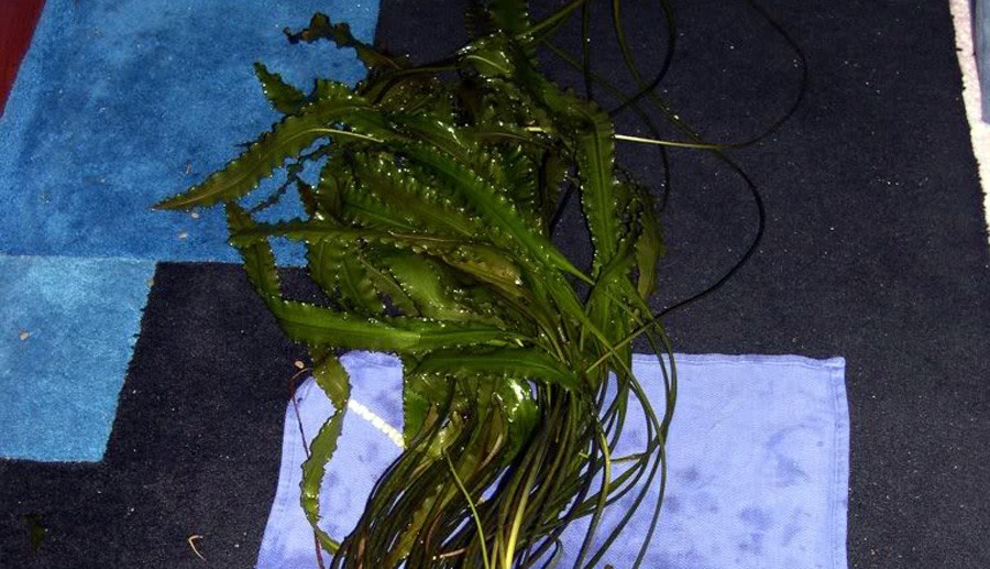 Aponogeton Crispus 4