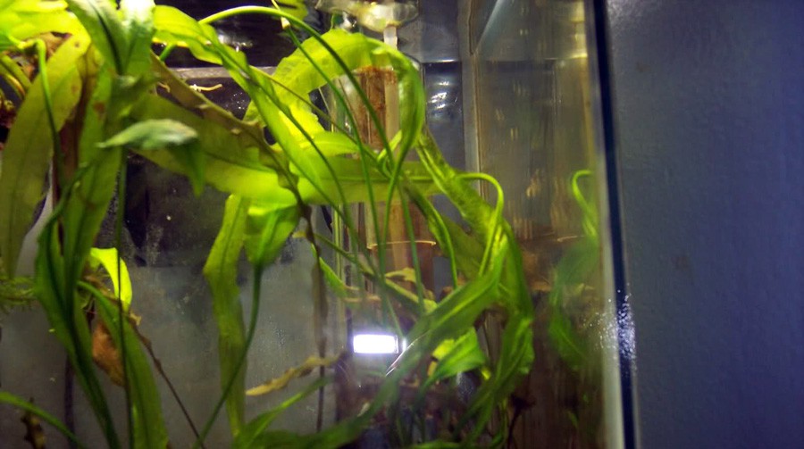 Aponogeton Crispus 5