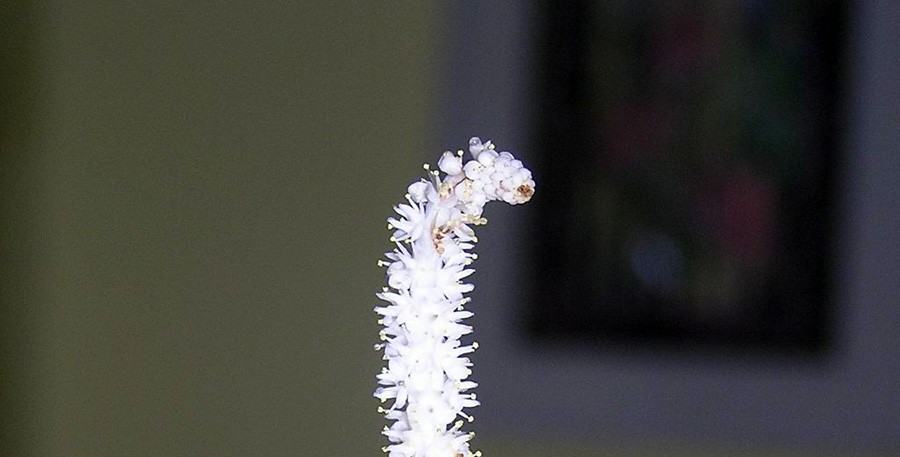 Aponogeton Crispus 6