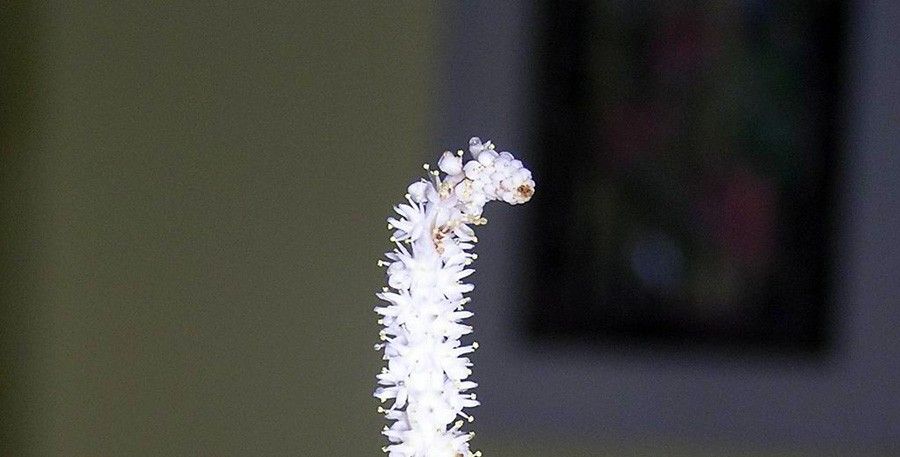 Aponogeton Crispus 6