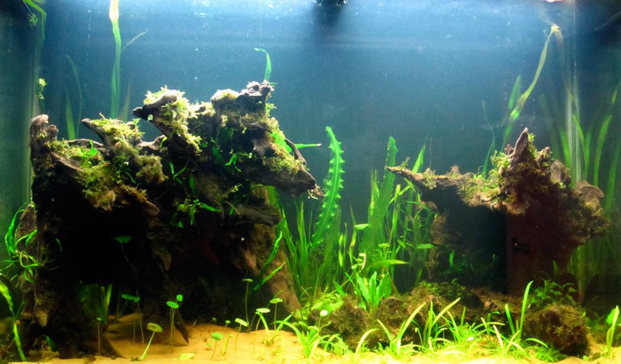 Aponogeton Longiplumulosus 2