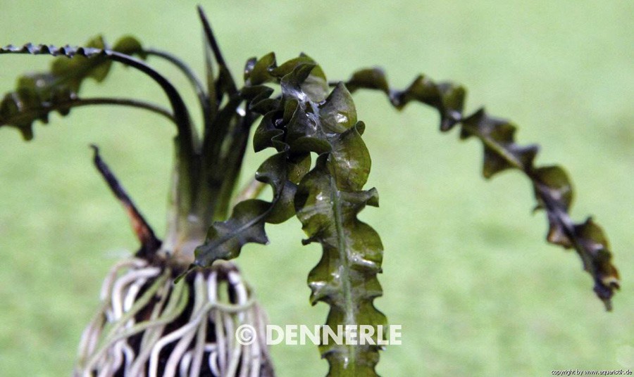 Aponogeton Longiplumulosus 3