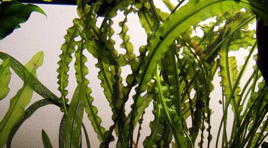 Aponogeton Longiplumulosus 4