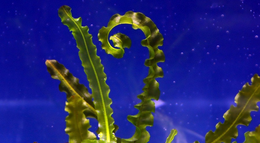 Aponogeton Longiplumulosus 5