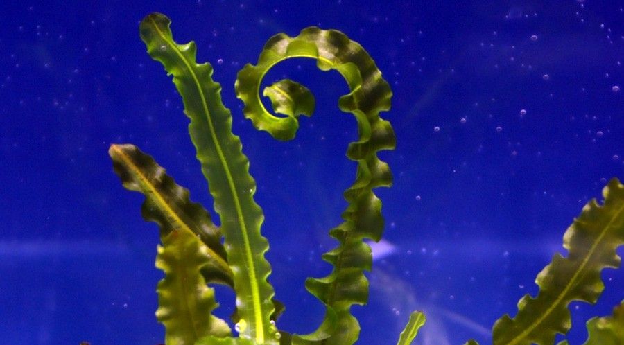 Aponogeton Longiplumulosus 5