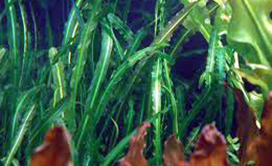 Aponogeton Longiplumulosus 6