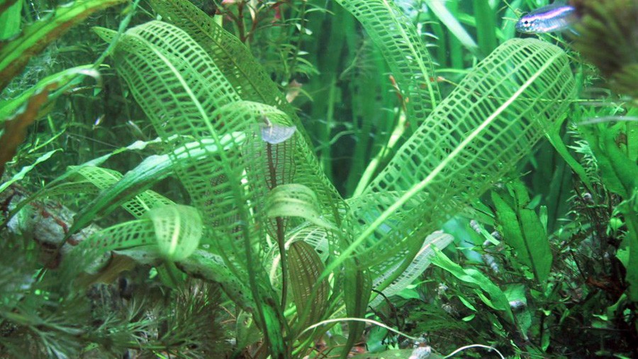 Tejido de Madagascar