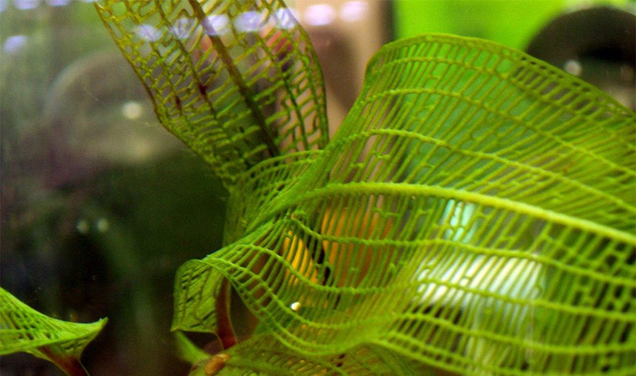 Aponogeton Madagascariensis 2