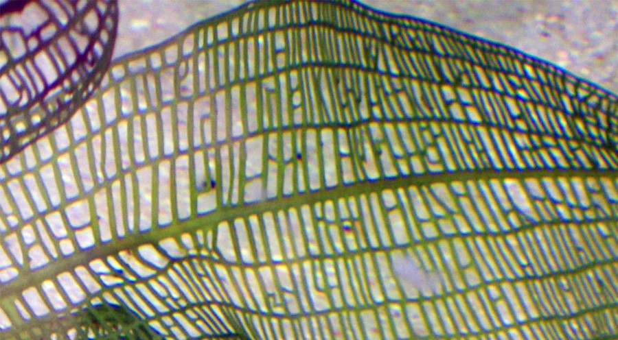 Aponogeton Madagascariensis 3