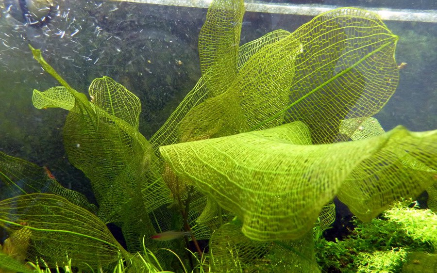 Aponogeton Madagascariensis 4