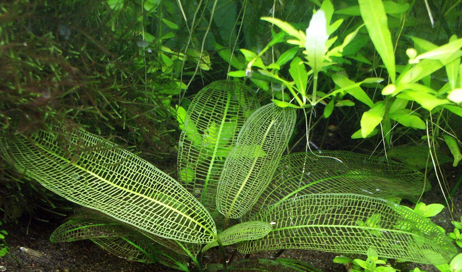 Aponogeton Madagascariensis 5