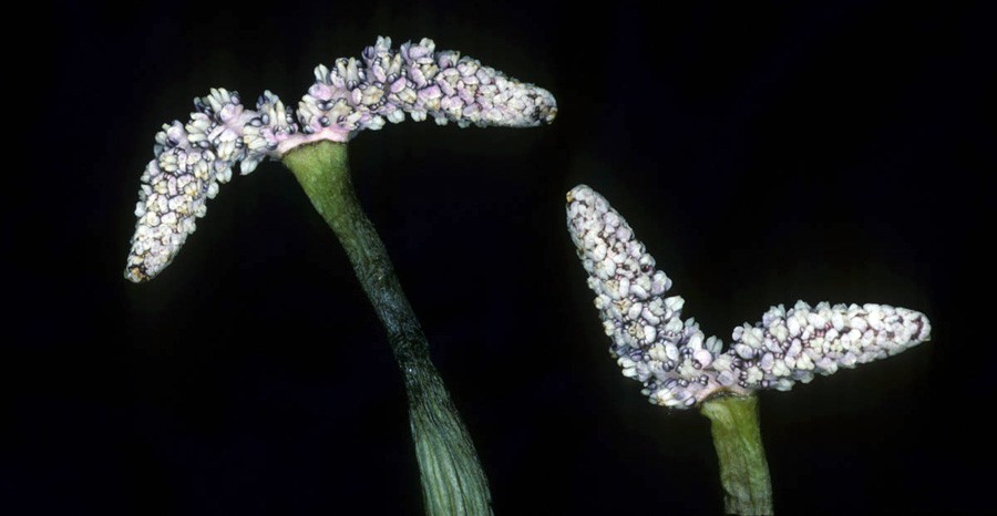 Aponogeton Madagascariensis 6