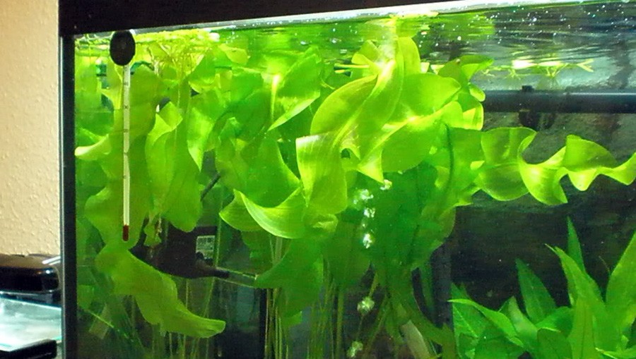 Aponogeton compacto