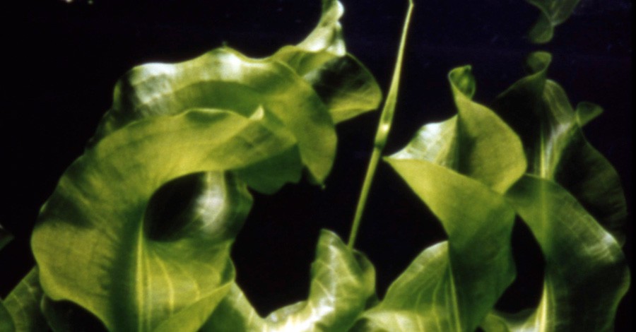 Aponogeton Ulvaceus 2