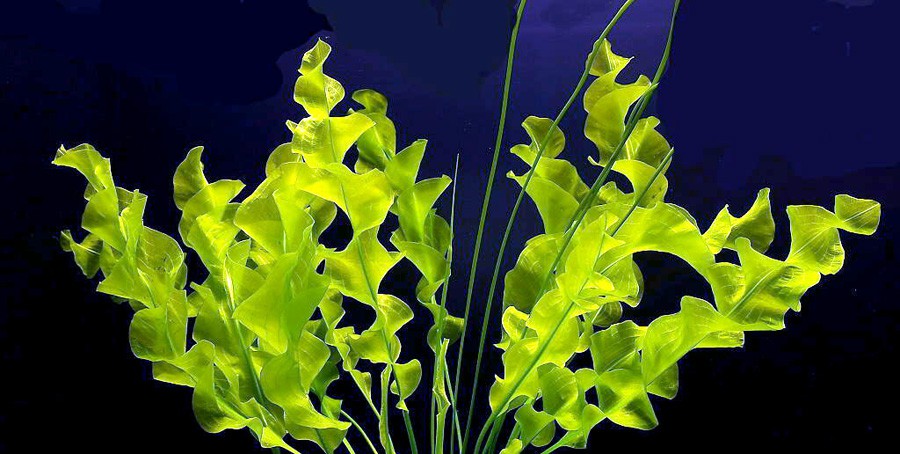 Aponogeton Ulvaceus 3